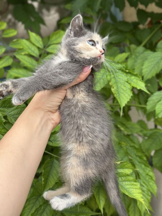 Ищу добрые руки для маленькой кошечки