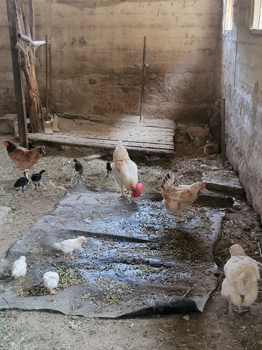 Тауык балапан сатылады
