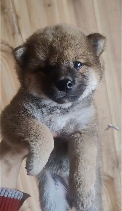 Продаётся девочка сиба-ину