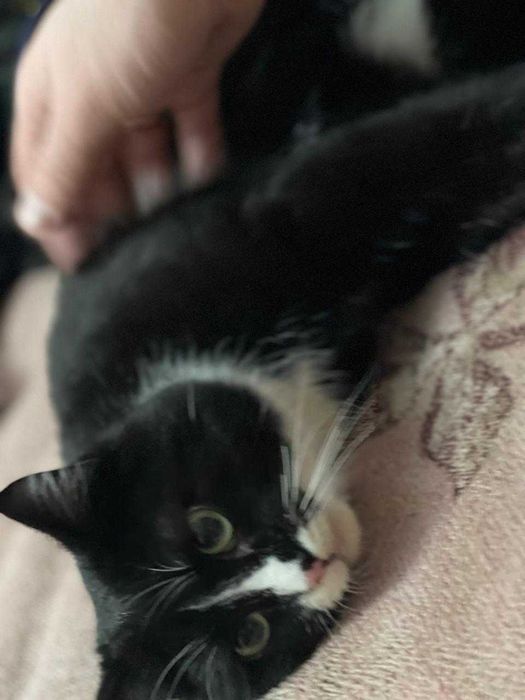 Отдам кота в хорошие руки