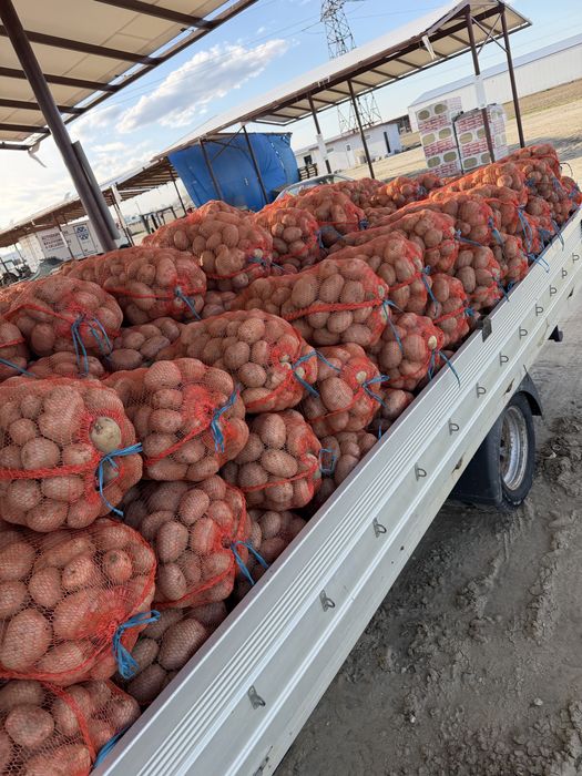 Vand Cartof alb consum, soi riviera. Cantitate diponibila 5 tone .