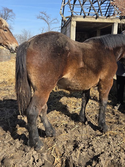 Vând mânz armăsar de 1 an – foarte blând și bine dezvoltat