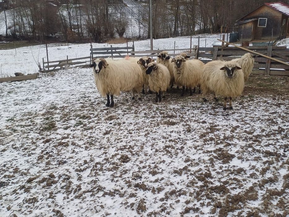 Vând 6 oi și un berbec la alegere