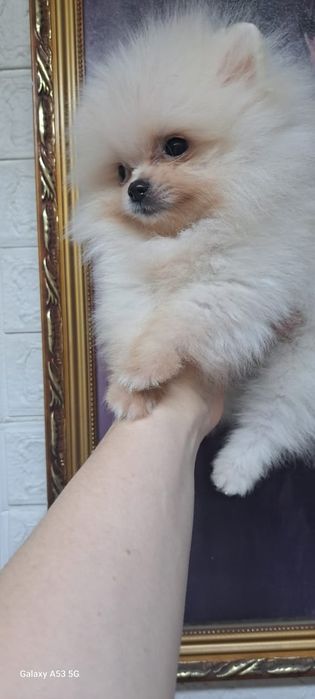 Шпиц мальчик готов к переезду