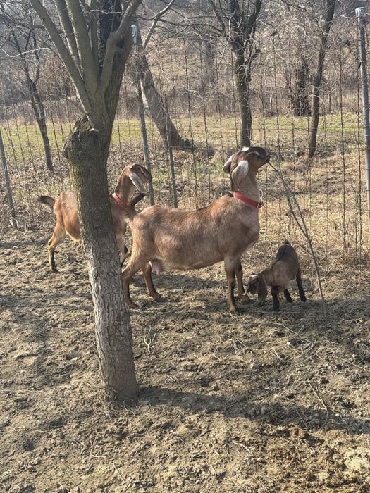 Capre anglonubian si alpina franceza