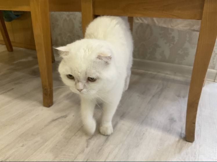 Британская вислоухая белая кошка