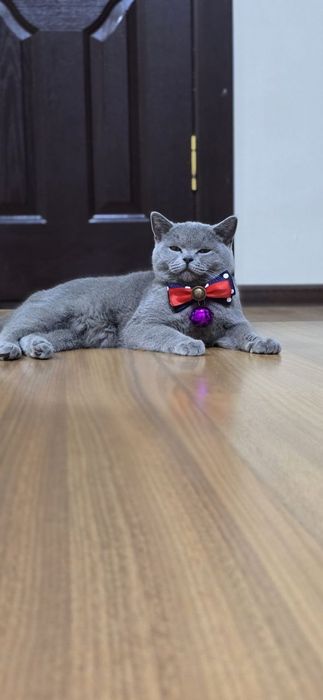 Скоттиш страйт Scottish straight