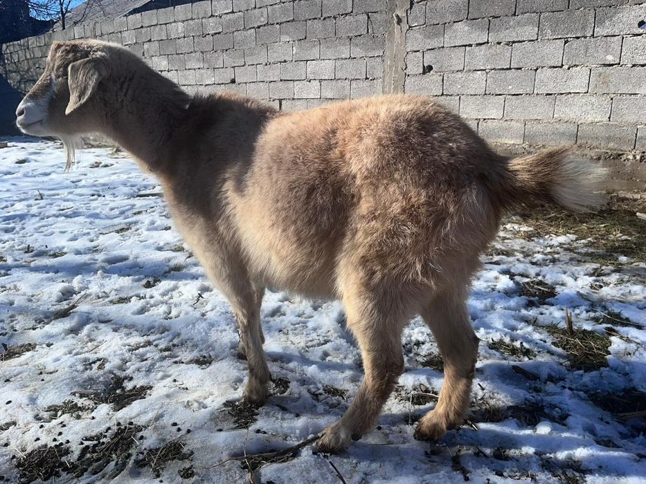 Ешки ургашы, жас ешки
