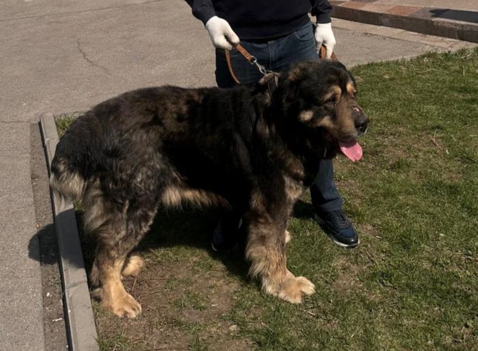 Кобель тобет казаки ит