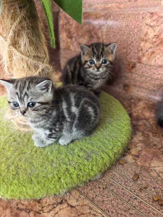 Британски котенца