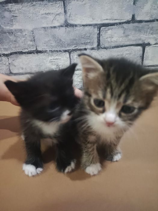 отдам котят в хорошие руки