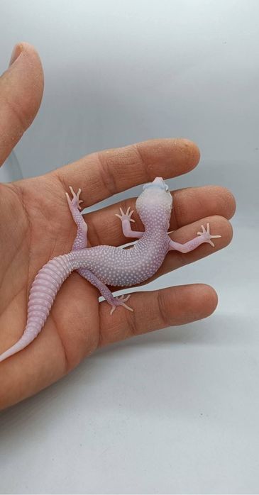Gecko leopard mai multe culori