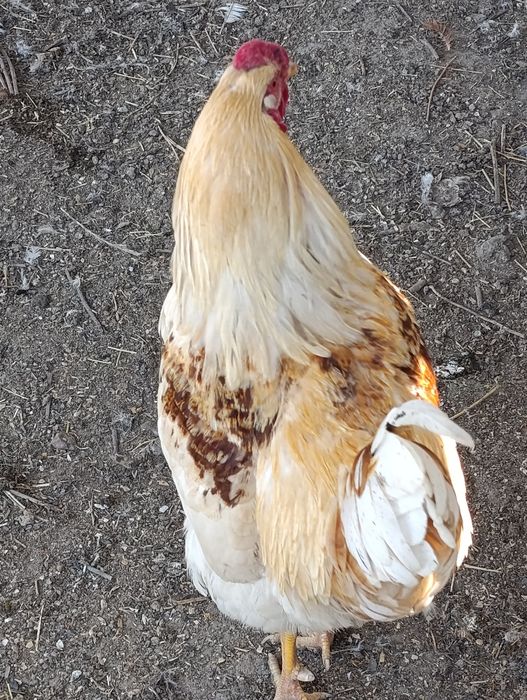 Петух Ломан Браун