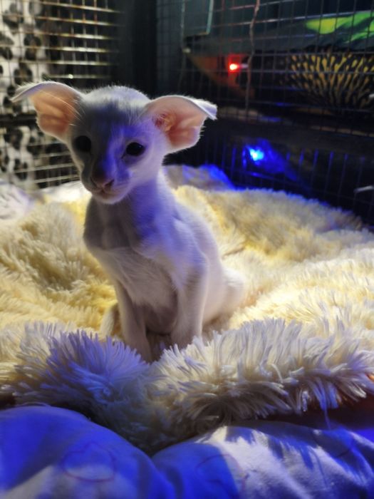 Ориентальный котёнок