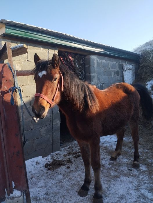 Продам Лошадь еркек