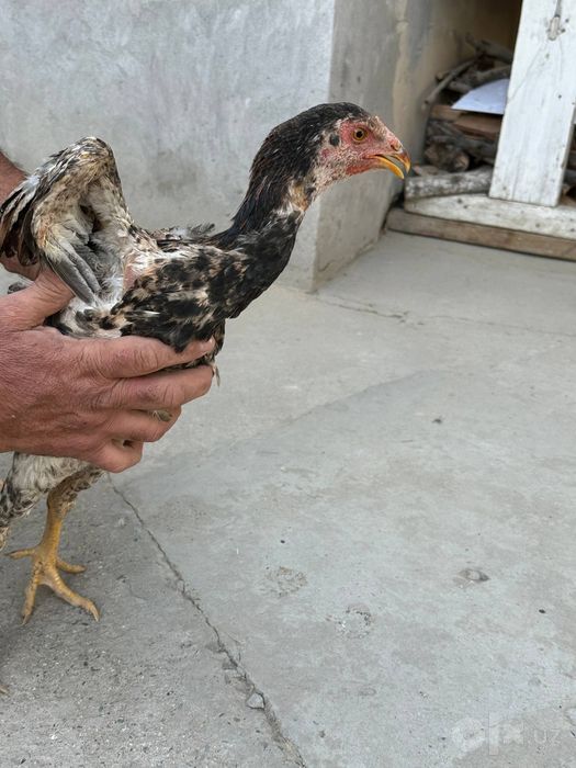 2 ta Zotdor kulangi tovuqchalar sotiladi
