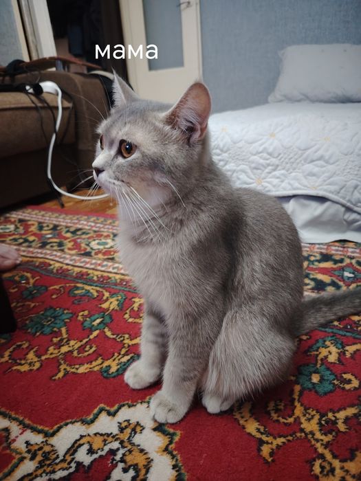Котята британской шиншиллы