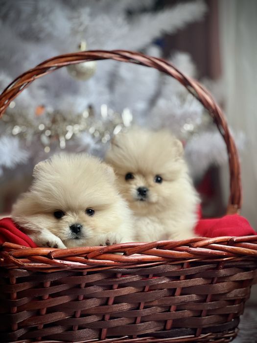 Мини померан померан