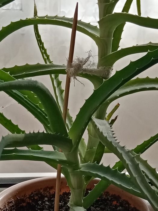 Алоэ лечебный  4 года.