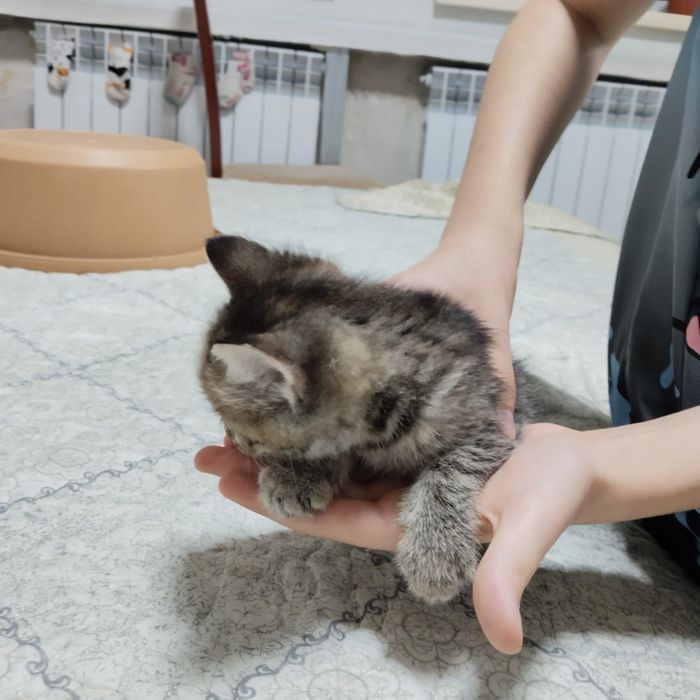 Отдадим котят в добрые руки