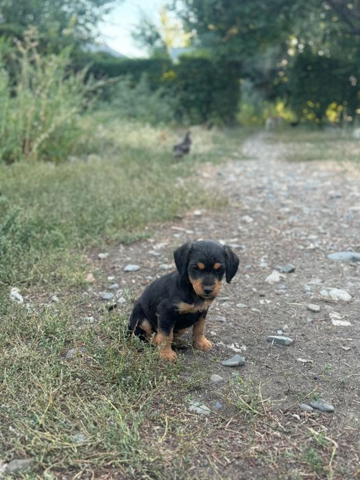 Продам щенков охотничья порода!