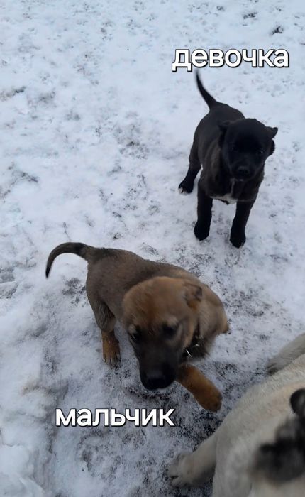 Отдам щенков дворняжек