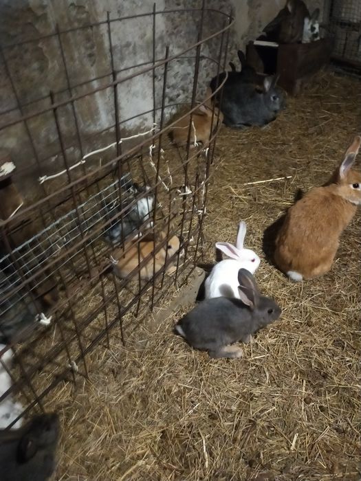 Продам кроликов на развод