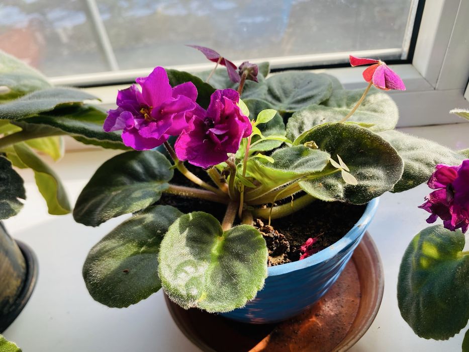 Очень красивые Цветы фиалки