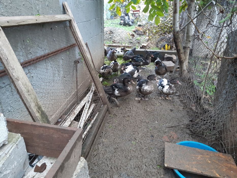 Vând găini, cocoși și  rațe leșești