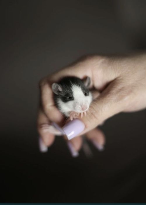 Крысята дамбоухие