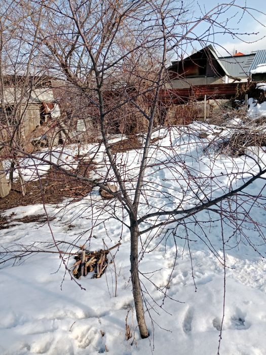 Продам саженцы вишни