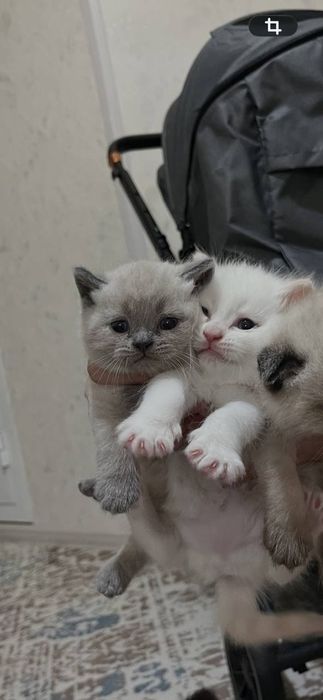 Mushukchalar sotiladi