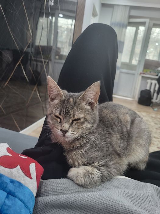 Кот и кошка мысық