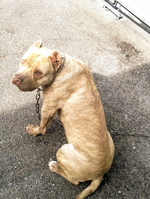 Вязка. Сильный питбуль (кубинец)