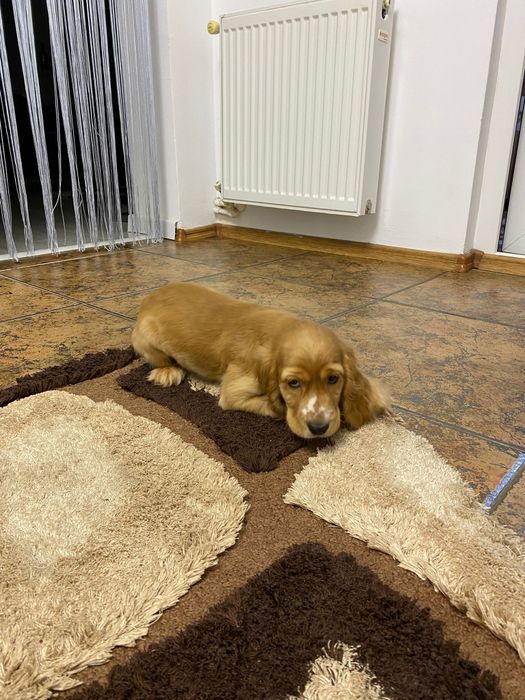 Cocker Spaniel – băiat 2 luni – cu carnet, vaccinuri și deparazitare