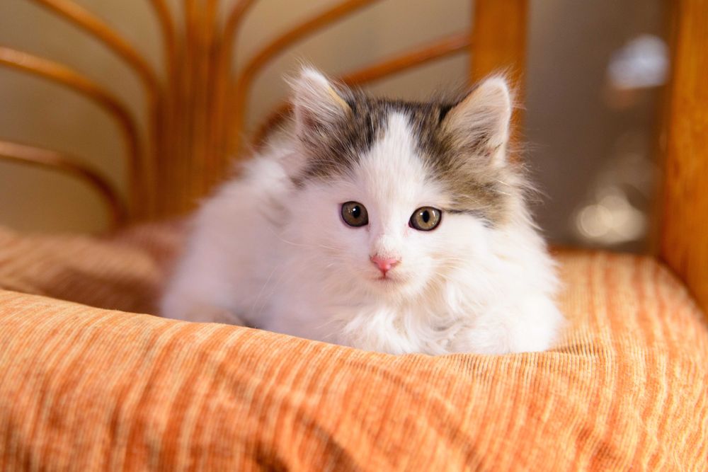 Котенок  девочка