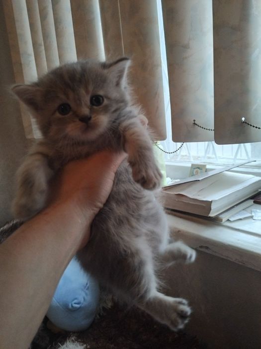 Продам милых  ласковых котят