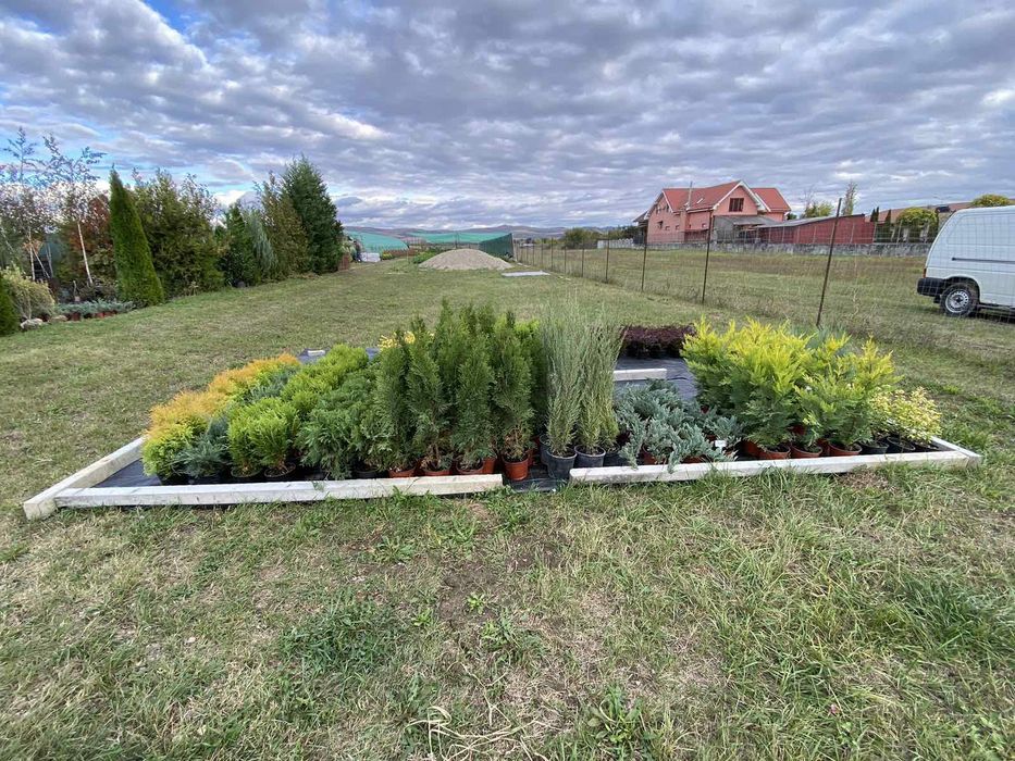 Laur Englezesc 50-70 cm Photina Red Robin / Leylandii / Gard viu