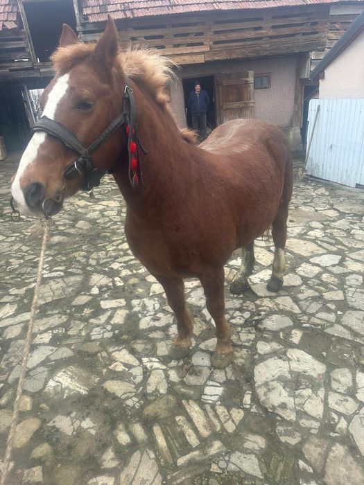 Cal de vânzare semigreu