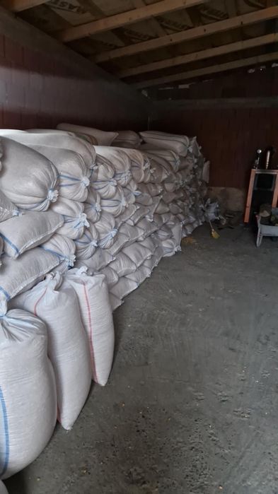 Porumb cu transport gratuit la 1’3 kg vă se la domiciliu dacă cumpăraț 4 tone pentr