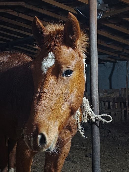 Тай кунан ат жылкы