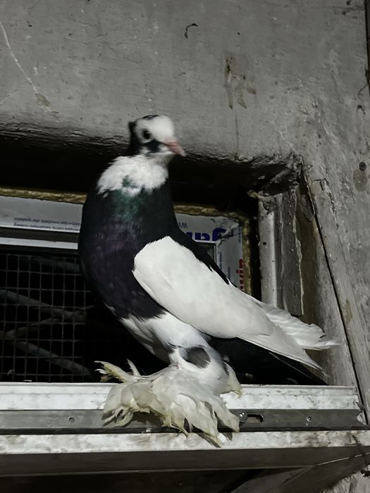 Голуби оптом заберайте