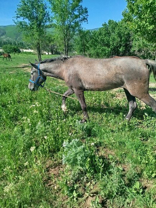 Керемет 3 жасар байтал ...