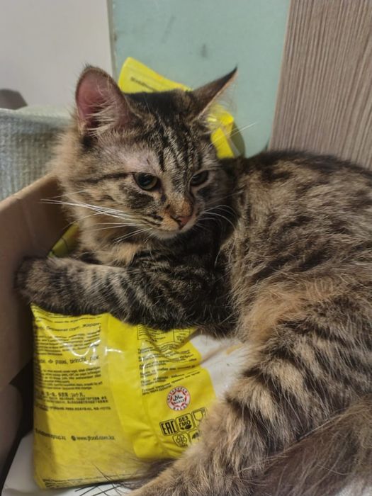 Отдам полумейнкунов