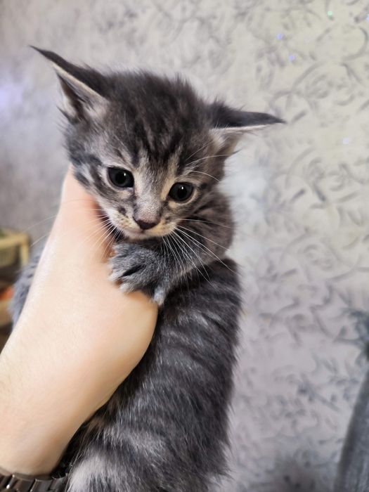 Продаются шотландские котята