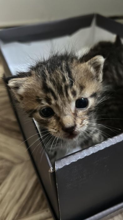 Котята коты маленькие