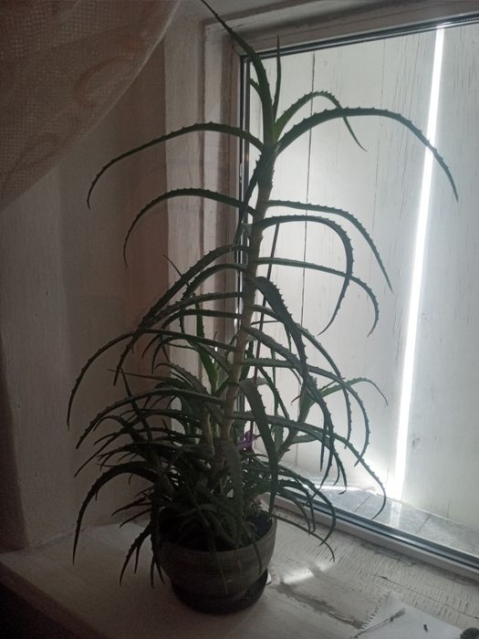 Продам алое лечебный