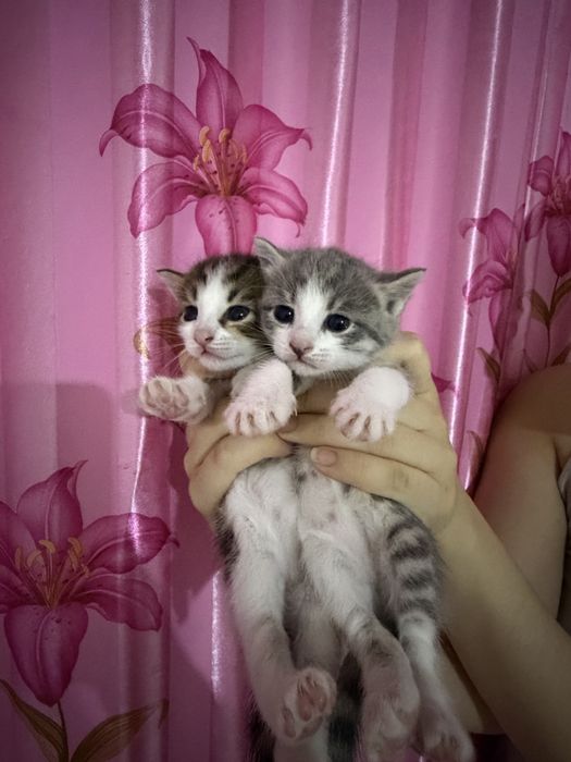 котята отдам в хорошие руки 2 девочки