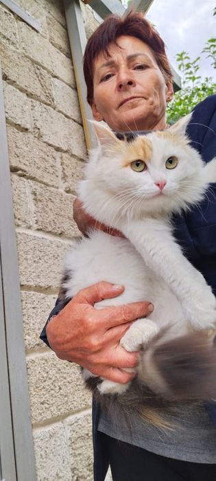 Котёнок кот кошка
