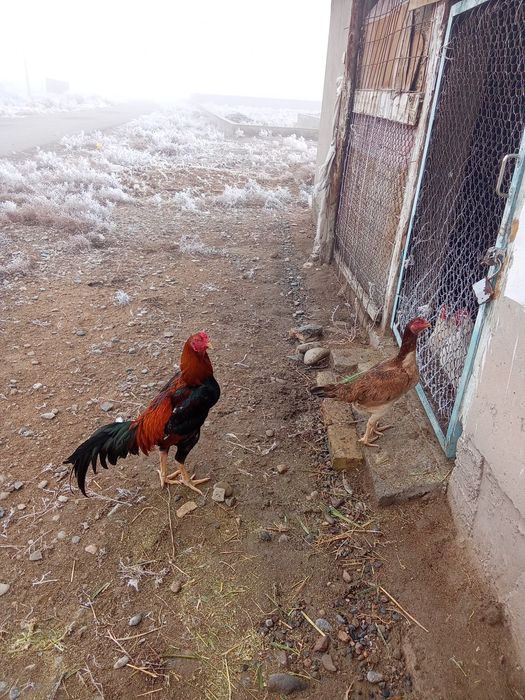 Дакан қораз тауық сатылады